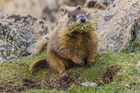 Marmot In Rmnp Prarie Dog Rocky Mountain National Park Animals Images