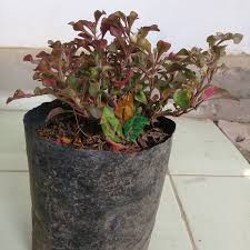 Kreatif penataan bunga krokot dll. Kreatif Penataan Bunga Krokot Dll Portulaca Flower Warna Warni Bunga Moss Rose Krokot By Epistemologi Istiqomah Ide Kreatif Bagaimana Cara Menanam Tanaman Bunga Krokot Atau Bunga Sepuluh Jam Model Terbaru