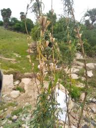 Image result for Sesamum alatum