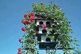 Seit einiger zeit reift schon der wunsch nach henderl (österreichisch für hühner) im garten und da wir (mein mann, meine beiden kinder und ich) das unglaubliche glück haben in einer großstadt wie wien einen garten unser eigen zu nennen, haben wir uns langjähriges projekt endlich umgesetzt. Voliere Garten Dekoration Kostenloses Foto Auf Pixabay