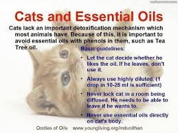 But, it also poses risks to cats. Pin On Essential Oil Pets