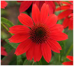 See more ideas about cottage, farm cottage, flower farm. Cottage Farms 3 Piece Sombrero Salsa Red Coneflowers Qvc Com