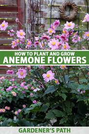 The plant can grow up to 10 feet tall and requires a full sun location that is sheltered against the wind. How To Plant And Grow Anemone Flowers Gardener S Path