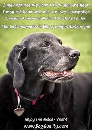 Improving The Quality Of Life For Your Senior Dog Old Dogs Dogs Senior Dog