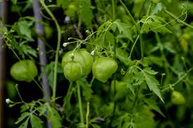 Image result for Cardiospermum