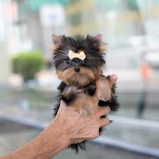 Royal Teacup Puppies Home Facebook