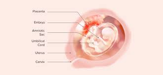 11 Weeks Pregnant Pregnancy Symptoms Baby Growth Pampers India