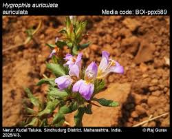 Image result for Hygrophila schulli