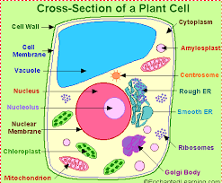 Glikogen dalam sel haiwan dan kanji dalam sel tumbuhan. Biologi Spm Sitoplasma