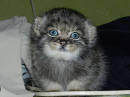 Манул — очень милый, но совсем не домашний. Manul Dasha Pikabu