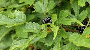 Image result for Morus indica