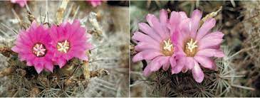 The saguaro cactus is the largest cactus in the united states, and will normally reach heights of 40 feet tall. Cactus Tips From A Master Grower