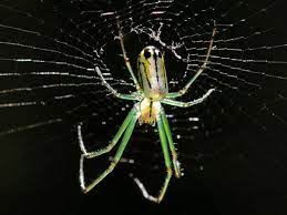 You will see the spider bite the prey, wrap it in silk, wait for it to die. North Carolina Spiders Pictures And Spider Id Help Green Nature