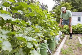 We did not find results for: Tomatoes Grow Them In Buckets To Improve Soil Reduce Problems And Increase Harvests Daily Press