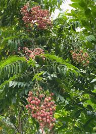 Image result for Clausena