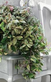 Grun Creme Rosa Pink Mit Vierfarbigen Blattern Fallt Tradescantia Quadricolor Auf Werden Die Triebe Zu Lang Kann M Grunpflanzen Pflanzen Ampelpflanzen