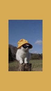 Download the best funny cat wallpapers backgrounds for free. 45 Cute Funny Cat Iphone Wallpaper Backgrounds Free Download