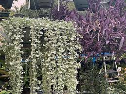 Image result for Dichondra