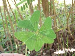 Image result for Oxalis tetraphylla