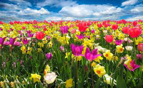 ✓ gratuiti a scopo commerciale ✓ immagini di alta qualità. Fiori