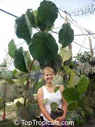 Image result for Macaranga mellifera