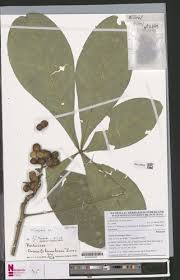 Image result for Vepris zambesiaca