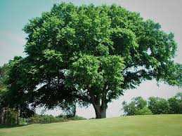 Shop from the world's largest selection and best deals for elm tree in garden trees. American Elm Fruit Elm Trees Elm Tree Shade Trees