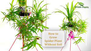 Small household spiders can also get by without drinking water as most of them get their moisture from their food. How To Grow Spider Plant Without Soil Spider Plants In Water Spider Plant Indoor Green Plants Youtube