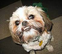 Shih Tzu Teeth Bite And Dental Issues