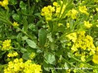 Image result for Corchorus saxatilis