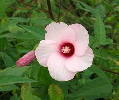 Image result for Hibiscus ludwigii