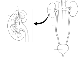 Black, two colored excretory system icons designed in filled, outline,. Https Www Gypce Cz Wp Content Uploads 2015 05 Worksheet Excretory System Pdf