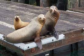 Morro Bay California Sea Otters Sea Lions And Seagulls Oh My Tropical Travel Girl