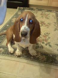 Puppy Weight Basset Hounds Basset Hound Dog Forums