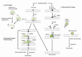 Image result for Alkylating Agent