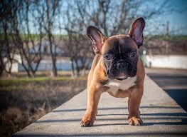 This article will help you pick the best female dog name for your french bulldog puppy. 135 French Bulldog Names Ideas For Sweet Stylish Dogs Doggie Designer