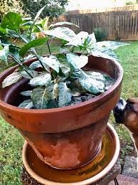 Fertilizing Carolina Reapers W Epsom Salt And Help From My Boxer Epsom Salt Delivers A Immediate Shot In The Ar Pepper Plants Stuffed Hot Peppers Bird Bath