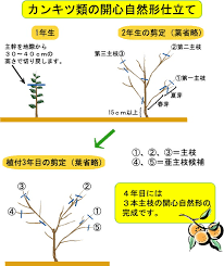 ユズ 柚子 ゆず の育て方 収穫時期と仕立て 剪定方法 暇人主婦の家庭菜園 楽天ブログ