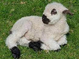 These Blacknose Sheep Are Real Eventhough They Look Like Stuffed Animals Animals Cute Sheep Pets