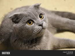 British shorthair, blue, cream, and white dilute calico. British Shorthair Cat Image Photo Free Trial Bigstock