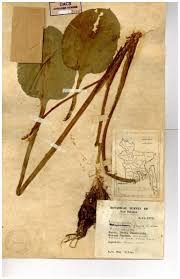 Image result for Limnocharitaceae