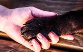 Jun 08, 2021 · first of all the formula: Animal Behaviors And Why Dogs Put Their Paws On You Jenlovespets
