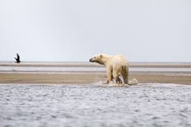 Le livre numérique (en anglais : Nettoyages Polaires Lutter Contre La Pollution Dans L Arctique Russe Russia Beyond Fr