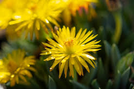 Image result for Hereroa glenensis