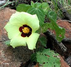 Image result for Hibiscus calyphyllus