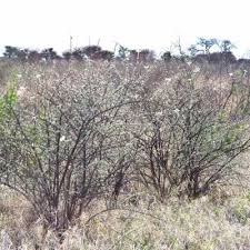 Image result for Catophractes alexandri