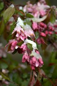 How to protect peach tree blossoms from frost. Spring Freeze How Will It Affect My Flowering Trees And Shrubs Dave S Garden