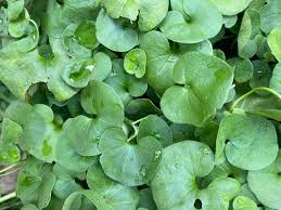 Image result for Chenolea diffusa