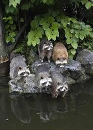 Racoons At A Water Pool Susse Tiere Lustige Tierbilder Tierbilder