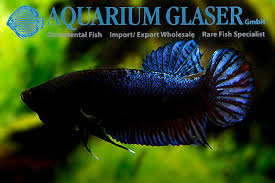 My collection of top arena fighting plakat the first 2 fish are thai x malay fighters. Betta Splendens Real Fighter Pla Kat Luk Maw Aquarium Glaser Gmbh